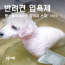 바스멍 | 강아지아토피 때문에 고민이라면? 강아지목욕에 입욕제 써보세요! 빵순돌이네바스