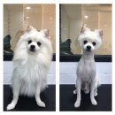 멍냥멍냥 미용실 이미지