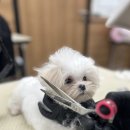 김포에이스애견미용학원