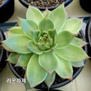 라온 하제 이미지