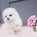 대림애견 이미지