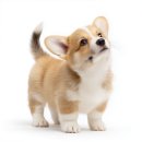 우리펫살롱 이미지