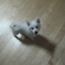 순둥이
