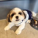 동물심장병원 진심 이미지