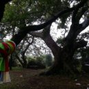 와흘본향당 이미지