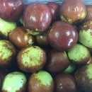 햇빛촌 농원 이미지