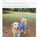 슈슈홀릭 이미지