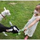 청양알프스산양목장 이미지