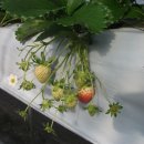 재구농장 이미지