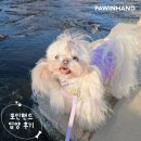 조이가든센터 | 포인핸드 입양후기[❤️입양후기❤️] 2000.조이