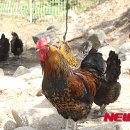 토종닭 이미지