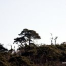 소나무 풍경 이미지