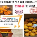 ■ 제주산 자몽, 하우스 한라봉(중과) ■ 이미지