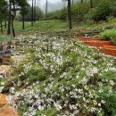 26470-01-21-392 | 파주 비오는날 가볼만한곳 율곡수목원 구절초 개화상태 위치