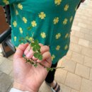 네잎크로버 소프트 | 추석엔 엄마랑 데이트 롯데백화점은 휴점일ㅋㅋfeat 내생애 두번째 네잎크로버발견 한식조리사 올케음식들