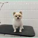 애견매니아 이미지