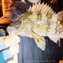 볼락 밤낚시 체험 이미지