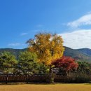 의령 세간리 은행나무 이미지