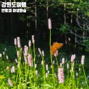 만항재 | [강원도] 6월말 만항재 다녀온 후기, 만항재 야생화 시기 드라이브코스