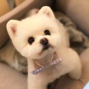 올리브네 펫살롱 이미지