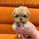 라이프독 인천본점 24시 강아지분양 고양이분양 이미지