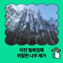 군포시새마을회관 강당 | 이천 벌목업체 위험한 나무 제거