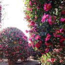 위미동백군락 이미지