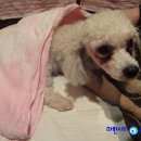 동물병원 왓슨 이미지