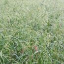 대풍농원 이미지