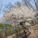 문현약수터 | 화창한 봄날 장지근린공원 반바퀴 산책후기 작성 (240407)