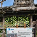 돈떼목장 | 강원도 홍천 가볼만한곳 양떼목장 아이와 함께 먹이 체험 휘바핀란드 플레이정글