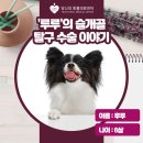 신영통동물병원 | 신영통동물병원, 소형견 아이의 강아지 슬개골 탈구 치료 이야기