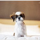 드림독 강아지분양 안심분양센터 부천점 이미지