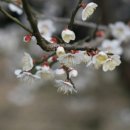 산너머남촌에는 이미지