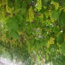 장수농원 이미지