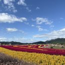 궁예밥상 | [철원 여행] 25년 철원 고석정 가을꽃축제 다녀왔어요!(+고석정 근처 맛집, 카페 추천)