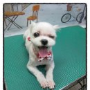 랄라독 이미지