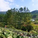 청옥산분말 이미지