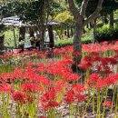 편백산림욕장 진입로 이미지