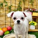 이쁘개귀엽개 이미지