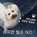 조이세차장 | 우리집 댕댕이와 시원하게 즐기는 드라이브 ! 땡큐 조이카 ♥