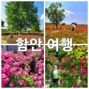 의창-대산-5-비-4 | 5월 경남여행 : 여행일 2025년 5월 25일 : 함안 가볼만한곳