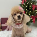 뽀송 애견미용 | 미추홀구애견미용 중에 가장 편안했던 단추네펫살롱 후기!