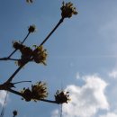 산수유꽃(층층나무과(層層―科 Cornaceae)에 속하는 낙엽교목.) 이미지