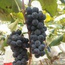 성복농장 이미지