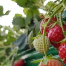 농부맘마트 이미지