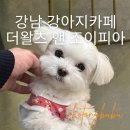 더왈츠앤조이피아 이미지