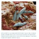 금단비가 이미지