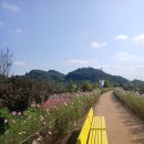 악양시장 | 함안악양생태공원, 함안악양둑방길 그리고 함안냉면 - 하루를 함안에서 꽃과 함께