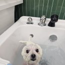 예삐애견 | 말티즈 예삐 미용 후기♡/ 방학역 애견미용